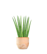 Sansevieria Cylindrica