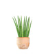 Sansevieria Cylindrica