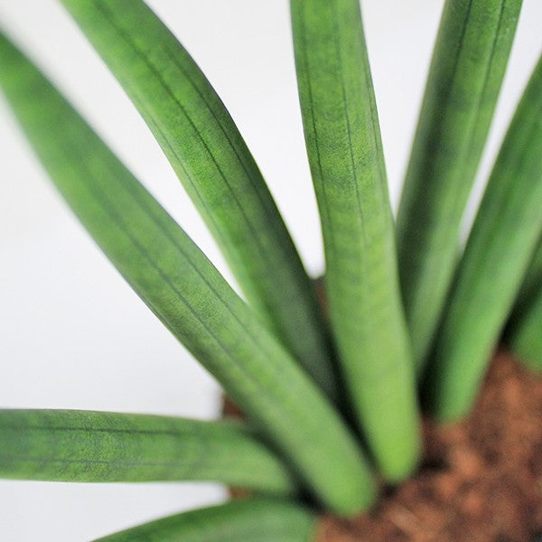 Sansevieria Cylindrica