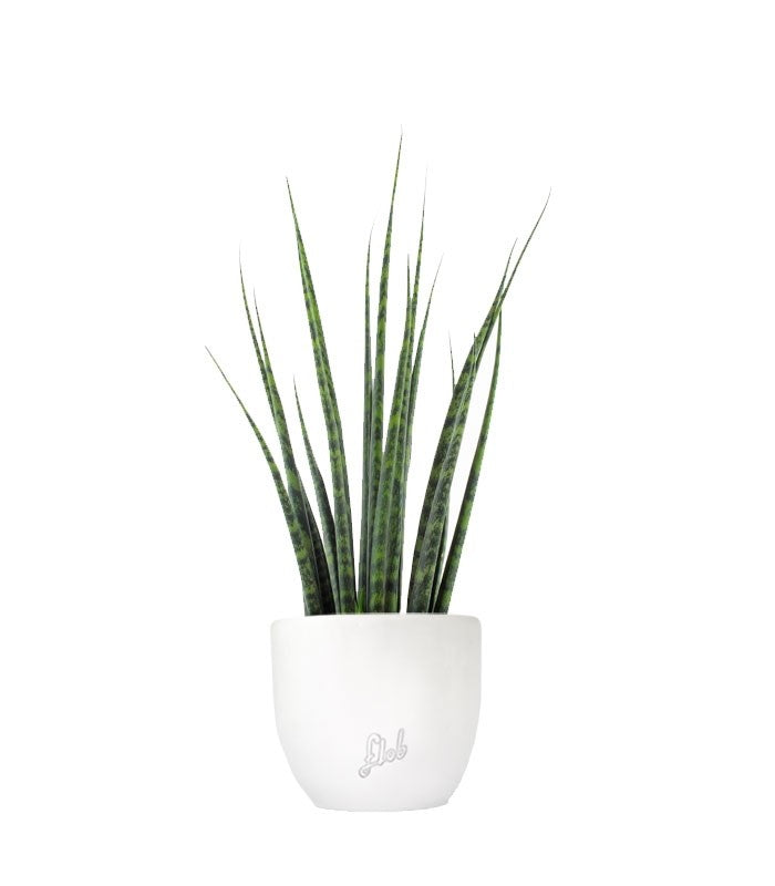 Sansevieria Fernwood Mikado