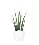 Sansevieria Fernwood Mikado