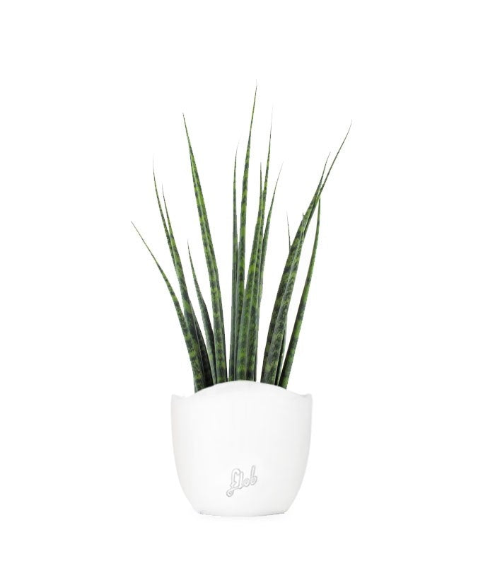 Sansevieria Fernwood Mikado