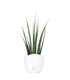Sansevieria Fernwood Mikado