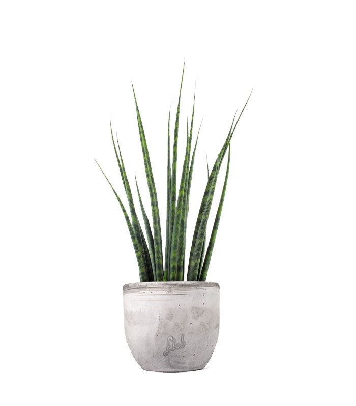 Sansevieria Fernwood Mikado