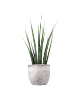 Sansevieria Fernwood Mikado