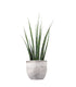 Sansevieria Fernwood Mikado