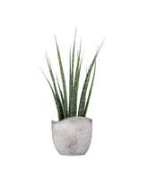 Sansevieria Fernwood Mikado