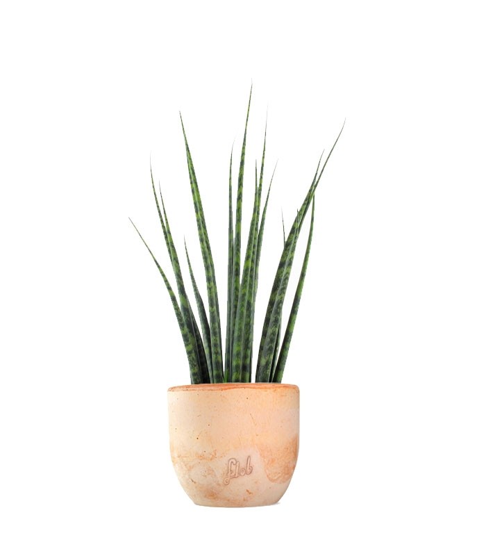 Sansevieria Fernwood Mikado