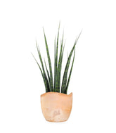Sansevieria Fernwood Mikado