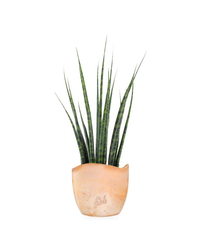 Sansevieria Fernwood Mikado