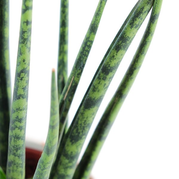 Sansevieria Fernwood Mikado