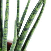 Sansevieria Fernwood Mikado