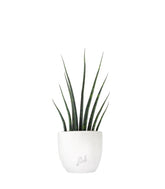 Sansevieria Fernwood Musica