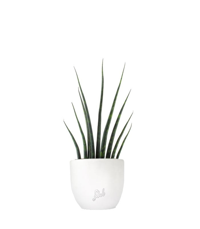 Sansevieria Fernwood Musica