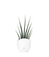 Sansevieria Fernwood Musica