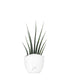 Sansevieria Fernwood Musica