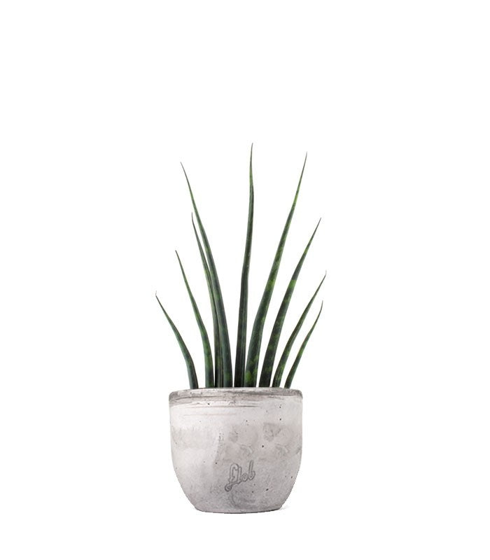 Sansevieria Fernwood Musica
