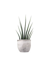 Sansevieria Fernwood Musica