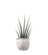 Sansevieria Fernwood Musica