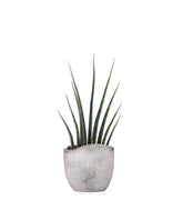 Sansevieria Fernwood Musica
