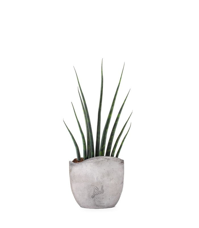 Sansevieria Fernwood Musica
