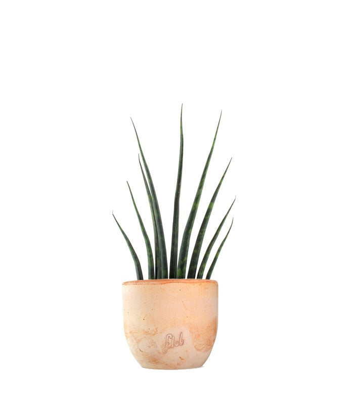 Sansevieria Fernwood Musica