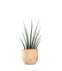 Sansevieria Fernwood Musica