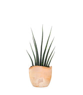 Sansevieria Fernwood Musica