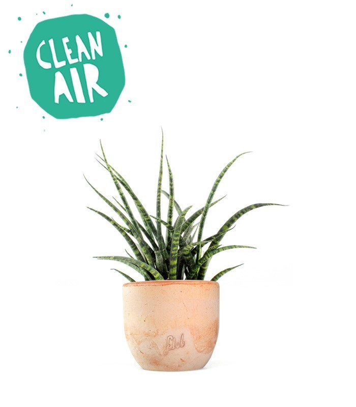 Sansevieria Fernwood Punk