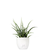 Sansevieria Fernwood Punk