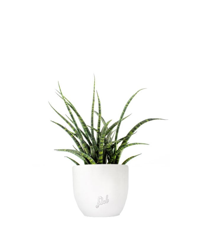 Sansevieria Fernwood Punk