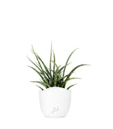 Sansevieria Fernwood Punk