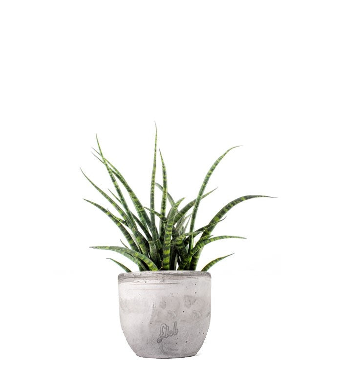 Sansevieria Fernwood Punk