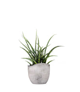 Sansevieria Fernwood Punk