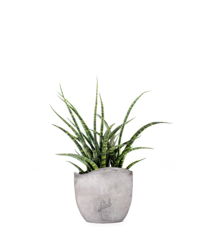 Sansevieria Fernwood Punk