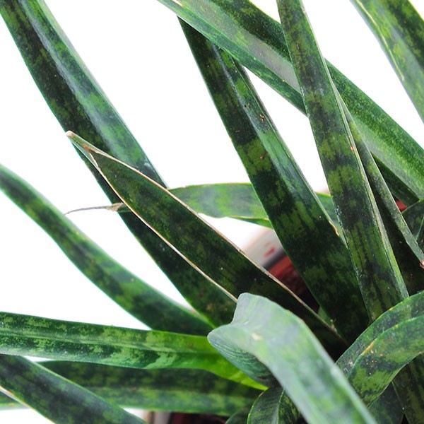 Sansevieria Fernwood Punk