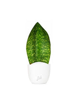 Sansevieria Happy
