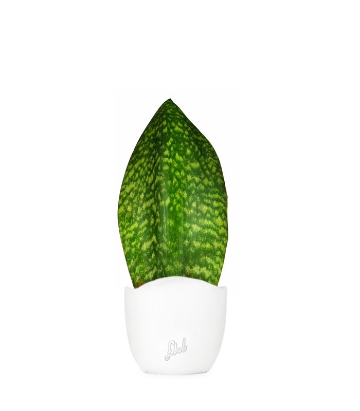 Sansevieria Happy