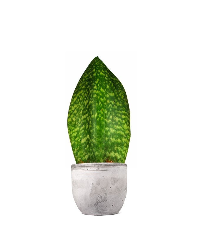 Sansevieria Happy