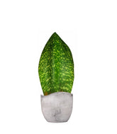Sansevieria Happy