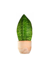 Sansevieria Happy
