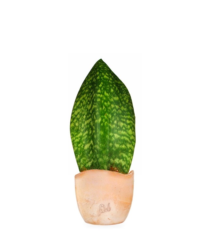 Sansevieria Happy
