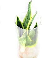 Sansevieria in idroponica con led
