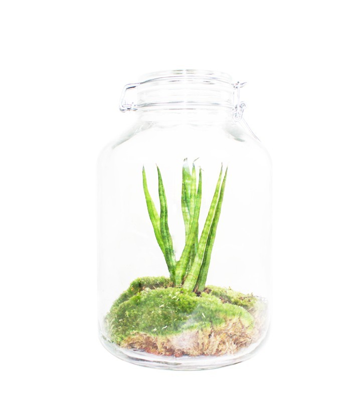 Sansevieria in mini serra
