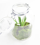 Sansevieria in mini serra