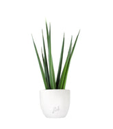Sansevieria Katana
