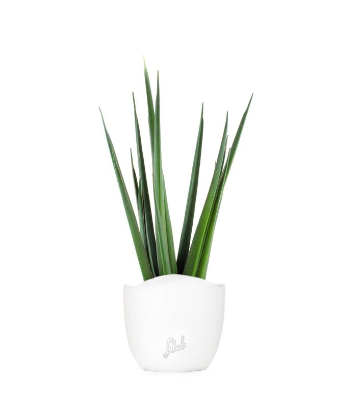 Sansevieria Katana