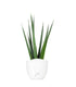 Sansevieria Katana