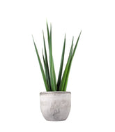 Sansevieria Katana