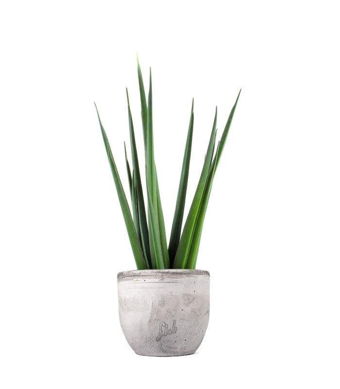 Sansevieria Katana